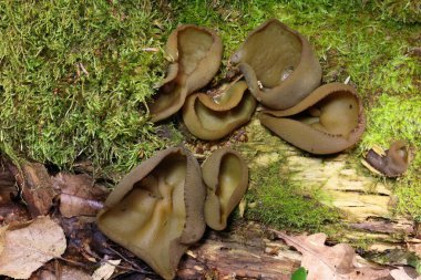 Phylloscypha phyllogena ya da Peziza phyllogena, Pezizacea familyasından bir mantar türüdür.