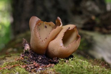 Phylloscypha phyllogena ya da Peziza phyllogena, Pezizacea familyasından bir mantar türüdür.