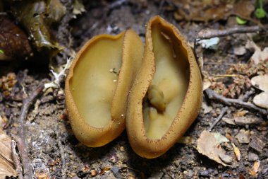 Phylloscypha phyllogena ya da Peziza phyllogena, Pezizacea familyasından bir mantar türüdür.