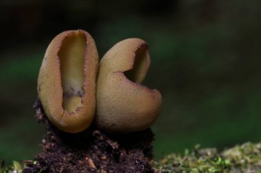 Phylloscypha phyllogena ya da Peziza phyllogena, Pezizacea familyasından bir mantar türüdür.