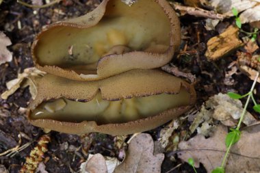 Phylloscypha phyllogena ya da Peziza phyllogena, Pezizacea familyasından bir mantar türüdür.