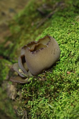 Phylloscypha phyllogena ya da Peziza phyllogena, Pezizacea familyasından bir mantar türüdür.