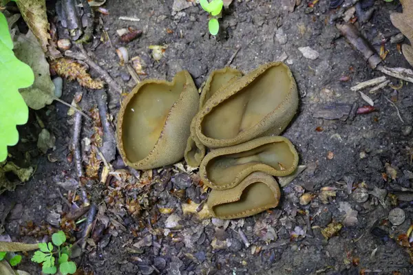 Phylloscypha phyllogena ya da Peziza phyllogena, Pezizacea familyasından bir mantar türüdür.