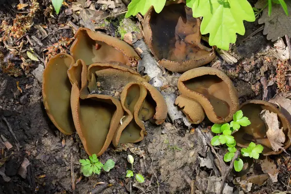 Phylloscypha phyllogena ya da Peziza phyllogena, Pezizacea familyasından bir mantar türüdür.