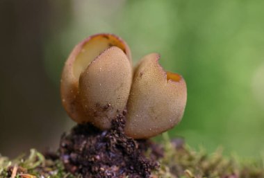 Phylloscypha phyllogena veya Peziza phyllogena, Pezizaceae familyasından bir mantar türüdür. İlkbaharda meyve verdiği Avrupa 'da bulunur.