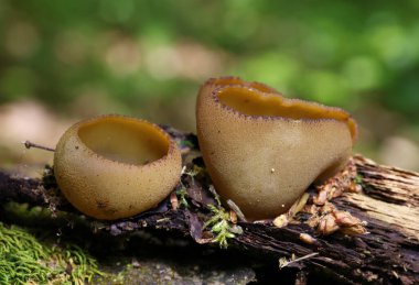 Phylloscypha phyllogena veya Peziza phyllogena, Pezizaceae familyasından bir mantar türüdür. İlkbaharda meyve verdiği Avrupa 'da bulunur.