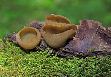 Phylloscypha phyllogena veya Peziza phyllogena, Pezizaceae familyasından bir mantar türüdür. İlkbaharda meyve verdiği Avrupa 'da bulunur.