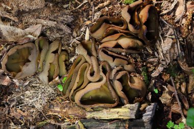 Phylloscypha phyllogena veya Peziza phyllogena, Pezizaceae familyasından bir mantar türüdür. İlkbaharda meyve verdiği Avrupa 'da bulunur.