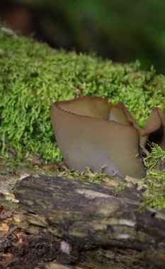 Phylloscypha phyllogena veya Peziza phyllogena, Pezizaceae familyasından bir mantar türüdür. İlkbaharda meyve verdiği Avrupa 'da bulunur.