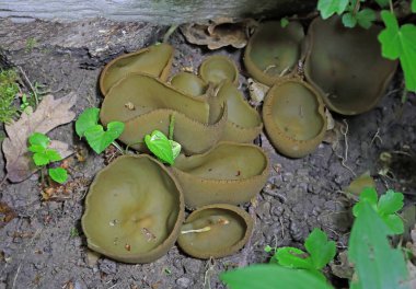Phylloscypha phyllogena veya Peziza phyllogena, Pezizaceae familyasından bir mantar türüdür. İlkbaharda meyve verdiği Avrupa 'da bulunur.