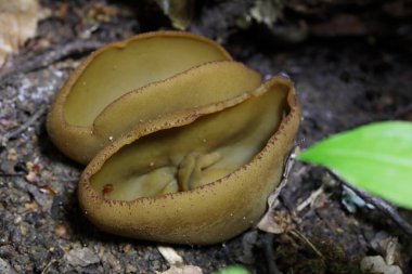 Phylloscypha phyllogena veya Peziza phyllogena, Pezizaceae familyasından bir mantar türüdür. İlkbaharda meyve verdiği Avrupa 'da bulunur.