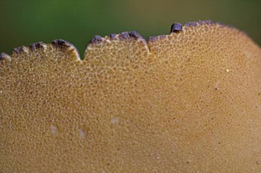 Phylloscypha phyllogena veya Peziza phyllogena, Pezizaceae familyasından bir mantar türüdür. İlkbaharda meyve verdiği Avrupa 'da bulunur.