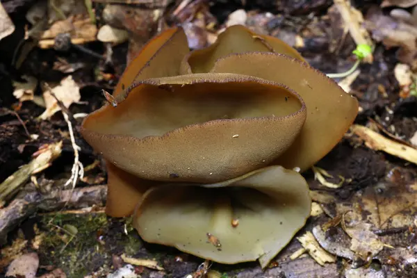 Phylloscypha phyllogena veya Peziza phyllogena, Pezizaceae familyasından bir mantar türüdür. İlkbaharda meyve verdiği Avrupa 'da bulunur.