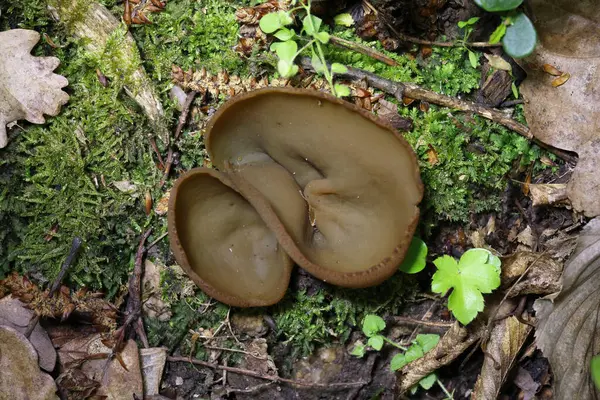 Phylloscypha phyllogena veya Peziza phyllogena, Pezizaceae familyasından bir mantar türüdür. İlkbaharda meyve verdiği Avrupa 'da bulunur.