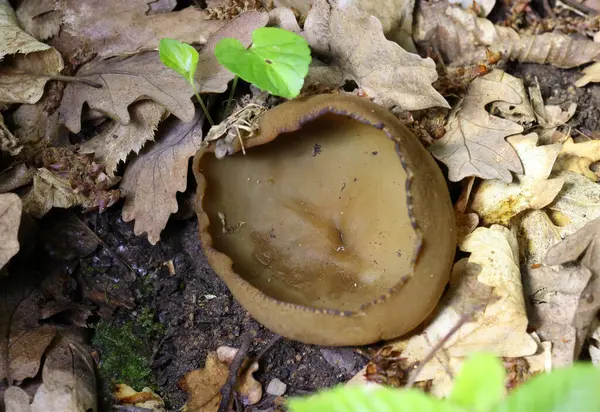 Phylloscypha phyllogena veya Peziza phyllogena, Pezizaceae familyasından bir mantar türüdür. İlkbaharda meyve verdiği Avrupa 'da bulunur.