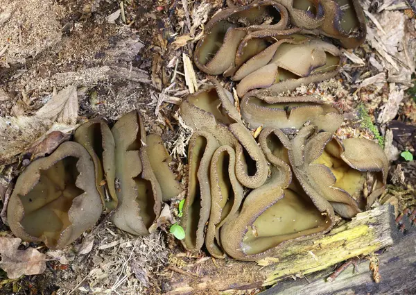 Phylloscypha phyllogena veya Peziza phyllogena, Pezizaceae familyasından bir mantar türüdür. İlkbaharda meyve verdiği Avrupa 'da bulunur.