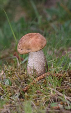 Leccinum scabrum, Boletaceae familyasından bir mantar türüdür ve eskiden Boletus Scalaber olarak sınıflandırılmıştır..