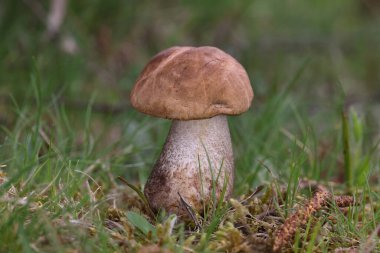 Leccinum scabrum, Boletaceae familyasından bir mantar türüdür ve eskiden Boletus Scalaber olarak sınıflandırılmıştır..