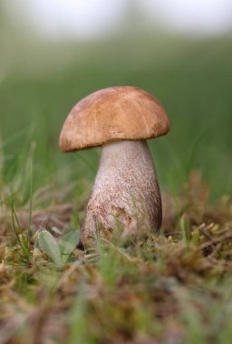 Leccinum scabrum, Boletaceae familyasından bir mantar türüdür ve eskiden Boletus Scalaber olarak sınıflandırılmıştır..