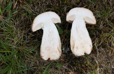 Leccinum scabrum, Boletaceae familyasından bir mantar türüdür ve eskiden Boletus Scalaber olarak sınıflandırılmıştır..