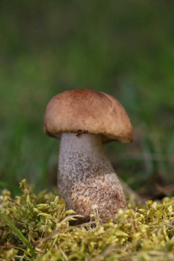 Leccinum scabrum, Boletaceae familyasından bir mantar türüdür ve eskiden Boletus Scalaber olarak sınıflandırılmıştır..