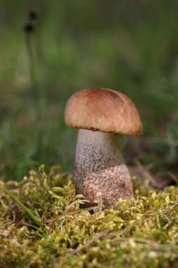 Leccinum scabrum, Boletaceae familyasından bir mantar türüdür ve eskiden Boletus Scalaber olarak sınıflandırılmıştır..