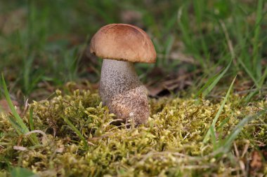 Leccinum scabrum, Boletaceae familyasından bir mantar türüdür ve eskiden Boletus Scalaber olarak sınıflandırılmıştır..