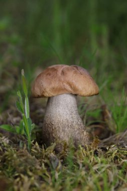 Leccinum scabrum, Boletaceae familyasından bir mantar türüdür ve eskiden Boletus Scalaber olarak sınıflandırılmıştır..