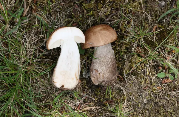 Leccinum scabrum, Boletaceae familyasından bir mantar türüdür ve eskiden Boletus Scalaber olarak sınıflandırılmıştır..