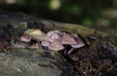 Mycena haematopus yaygın olarak kanayan peri miğferi olarak bilinir Burgundydrop bonesi ya da kanayan Mycena. Agaricales familyasından Mycenaceae familyasından bir mantar türü.