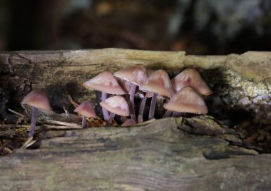 Mycena haematopus yaygın olarak kanayan peri miğferi olarak bilinir Burgundydrop bonesi ya da kanayan Mycena. Agaricales familyasından Mycenaceae familyasından bir mantar türü.