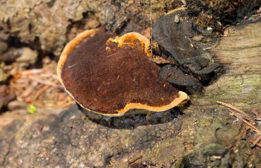 Gloeophyllum sepiaryumu, paslı solungaçlı polipori, kahverengi çürümeye neden olan bir ahşap çürüme mantarıdır. Gloeophyllum sepiaryumu ölü kozalaklı ince, koyu kahverengi parantez içinde yetişir.