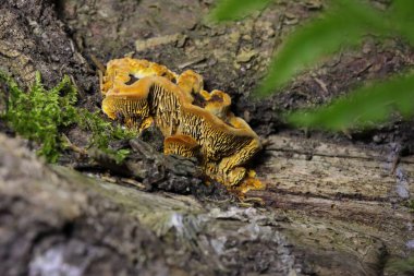 Gloeophyllum sepiaryumu, paslı solungaçlı polipori, kahverengi çürümeye neden olan bir ahşap çürüme mantarıdır. Gloeophyllum sepiaryumu ölü kozalaklı ince, koyu kahverengi parantez içinde yetişir.
