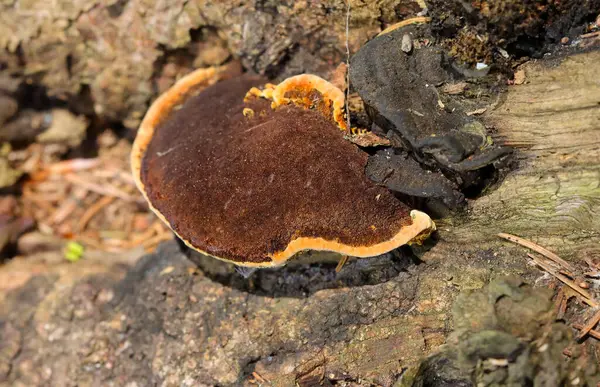 Gloeophyllum sepiaryumu, paslı solungaçlı polipori, kahverengi çürümeye neden olan bir ahşap çürüme mantarıdır. Gloeophyllum sepiaryumu ölü kozalaklı ince, koyu kahverengi parantez içinde yetişir.