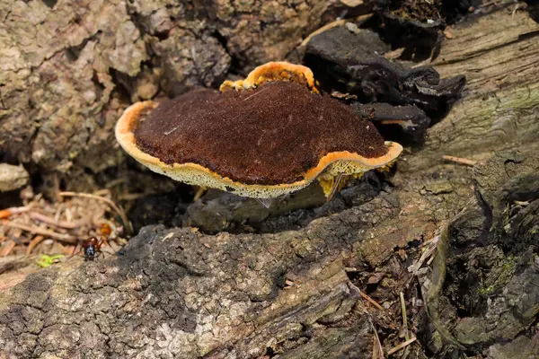 Gloeophyllum sepiaryumu, paslı solungaçlı polipori, kahverengi çürümeye neden olan bir ahşap çürüme mantarıdır. Gloeophyllum sepiaryumu ölü kozalaklı ince, koyu kahverengi parantez içinde yetişir.