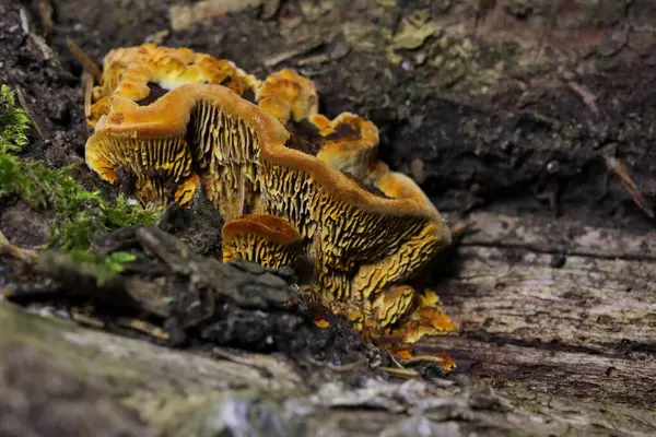 Gloeophyllum sepiaryumu, paslı solungaçlı polipori, kahverengi çürümeye neden olan bir ahşap çürüme mantarıdır. Gloeophyllum sepiaryumu ölü kozalaklı ince, koyu kahverengi parantez içinde yetişir.