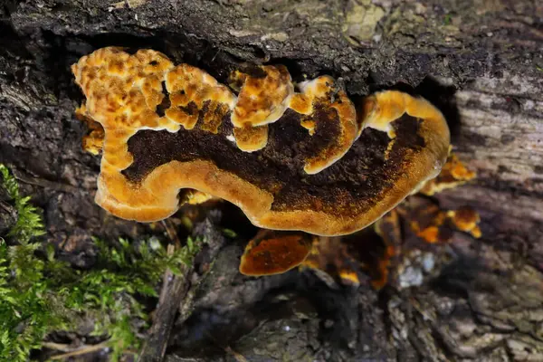 Gloeophyllum sepiaryumu, paslı solungaçlı polipori, kahverengi çürümeye neden olan bir ahşap çürüme mantarıdır. Gloeophyllum sepiaryumu ölü kozalaklı ince, koyu kahverengi parantez içinde yetişir.