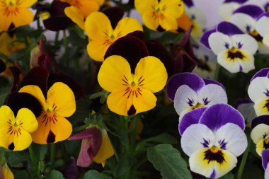 Çiçek saksısında üç renkli çiçek açmak. Pansy harika bir çiçektir ve renk kombinasyonu harikadır. Çok güzel renkli çiçek hanım evlatları..
