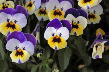 Çiçek saksısında üç renkli çiçek açmak. Pansy harika bir çiçektir ve renk kombinasyonu harikadır. Çok güzel renkli çiçek hanım evlatları..