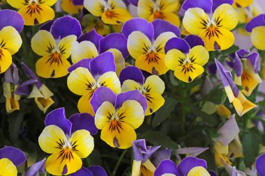 Çiçek saksısında üç renkli çiçek açmak. Pansy harika bir çiçektir ve renk kombinasyonu harikadır. Çok güzel renkli çiçek hanım evlatları..