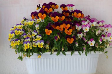 Çiçek saksısında üç renkli çiçek açmak. Pansy harika bir çiçektir ve renk kombinasyonu harikadır. Çok güzel renkli çiçek hanım evlatları..