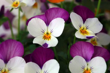 Çiçek saksısında üç renkli çiçek açmak. Pansy harika bir çiçektir ve renk kombinasyonu harikadır. Çok güzel renkli çiçek hanım evlatları..