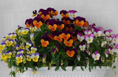 Çiçek saksısında üç renkli çiçek açmak. Pansy harika bir çiçektir ve renk kombinasyonu harikadır. Çok güzel renkli çiçek hanım evlatları..