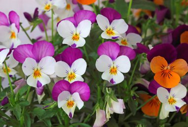 Çiçek saksısında üç renkli çiçek açmak. Pansy harika bir çiçektir ve renk kombinasyonu harikadır. Çok güzel renkli çiçek hanım evlatları..