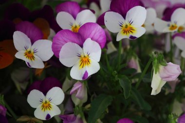 Çiçek saksısında üç renkli çiçek açmak. Pansy harika bir çiçektir ve renk kombinasyonu harikadır. Çok güzel renkli çiçek hanım evlatları..