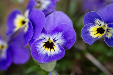 Çiçek saksısında üç renkli çiçek açmak. Pansy harika bir çiçektir ve renk kombinasyonu harikadır. Çok güzel renkli çiçek hanım evlatları..