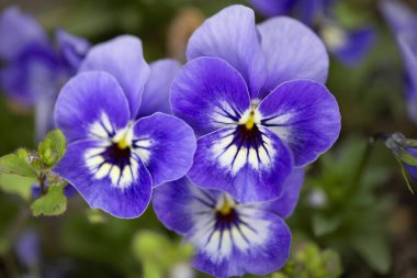 Çiçek saksısında üç renkli çiçek açmak. Pansy harika bir çiçektir ve renk kombinasyonu harikadır. Çok güzel renkli çiçek hanım evlatları..