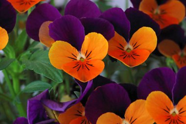 Çiçek saksısında üç renkli çiçek açmak. Pansy harika bir çiçektir ve renk kombinasyonu harikadır. Çok güzel renkli çiçek hanım evlatları..
