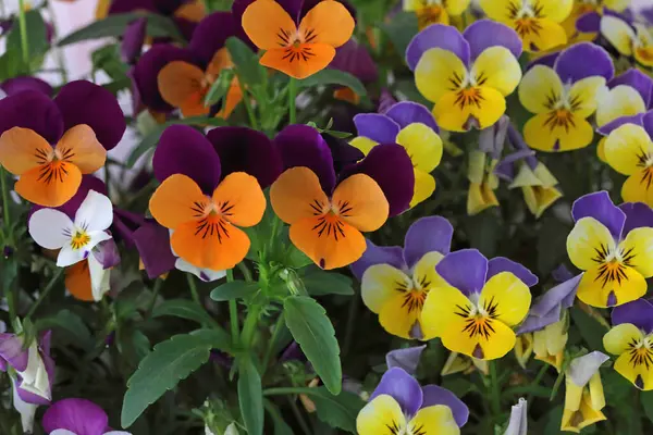 Çiçek saksısında üç renkli çiçek açmak. Pansy harika bir çiçektir ve renk kombinasyonu harikadır. Çok güzel renkli çiçek hanım evlatları..