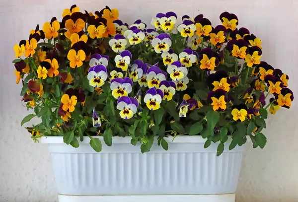 Çiçek saksısında üç renkli çiçek açmak. Pansy harika bir çiçektir ve renk kombinasyonu harikadır. Çok güzel renkli çiçek hanım evlatları..